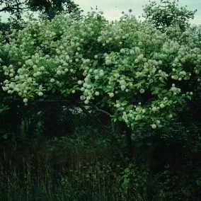 thumbnail for publication: Cephalanthus occidentalis Buttonbush